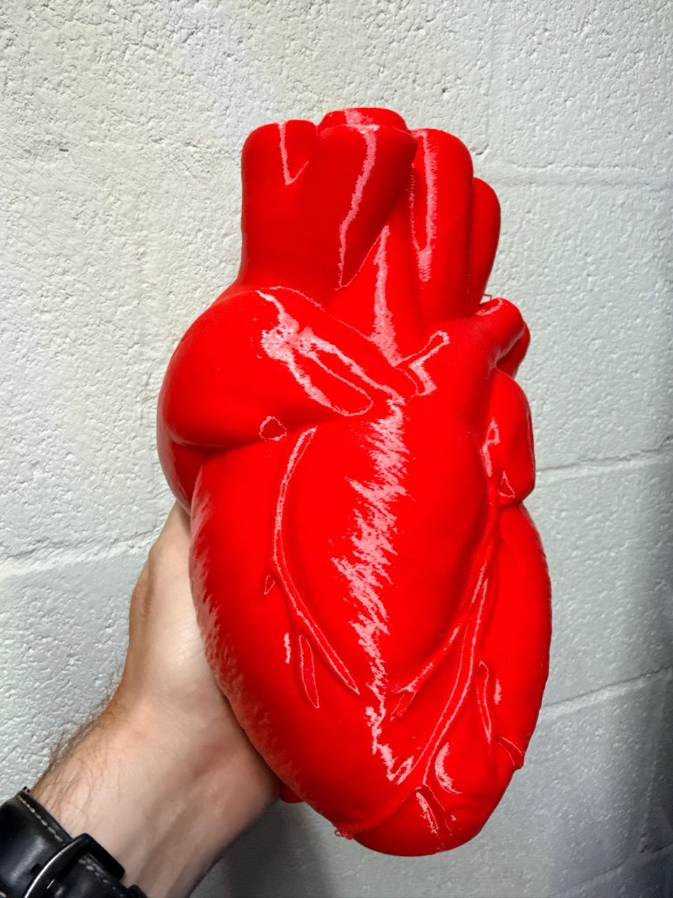 3D printed anatomical heart model