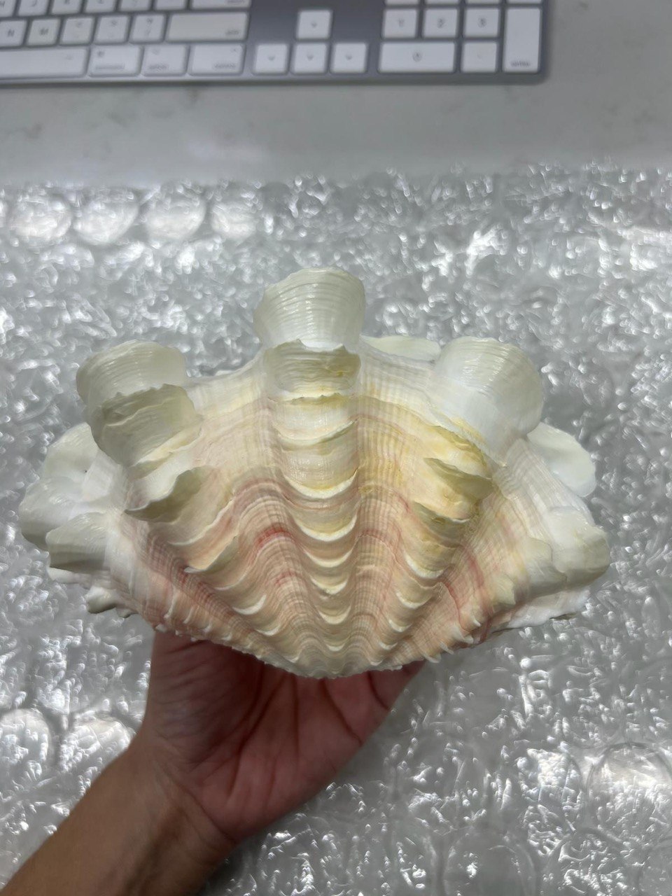Large white and pink 3D printed giant clam shell replica