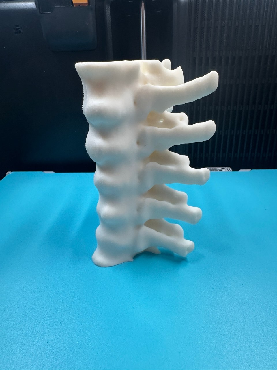3D printed spine anatomical model
